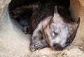 Wombat sleeeping at the entrance of its burrow