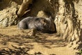 Wombat in the sun, Sydney, Australia Royalty Free Stock Photo