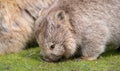 Wombat taken in Maria Island, Tasmania, Australia Royalty Free Stock Photo