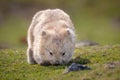 Wombat taken in Maria Island, Tasmania, Australia Royalty Free Stock Photo