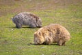 Wombat taken in Maria Island, Tasmania, Australia Royalty Free Stock Photo