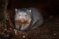 Wombat, Vombatus ursinus, cute grey animal from Australia and Tasmania. Common wombats are sturdy and built close to the ground. Royalty Free Stock Photo