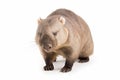 wombat isolated on white background Royalty Free Stock Photo