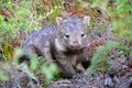 Wombat in nature