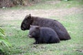 Wombats Royalty Free Stock Photo