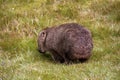 Wombats on Tasmania, Australia Royalty Free Stock Photo