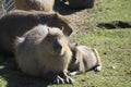 Wombats - Marwell Zoo Royalty Free Stock Photo