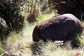 Wombats on Tasmania, Australia Royalty Free Stock Photo