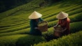 Women in asia pick tea on green plantation terraces. Generative AI Royalty Free Stock Photo