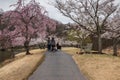 Women Attend Cherry Blossom Bloom Event Fairfax County Virginia