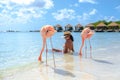 Aruba beach with pink flamingos at the beach, flamingo at the beach in Aruba Island Caribbean. Royalty Free Stock Photo