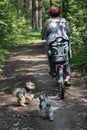 Women with bike with two running dogs in green summer forest Royalty Free Stock Photo