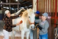 Women caring for a white horse in the stable - brushing withers