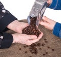 Women checking the quality of coffee beans Royalty Free Stock Photo