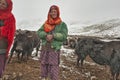 Women and children wake up in the morning to milk sheep, goats and yaks in very heavy snow conditions and very low temperatures at