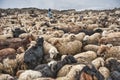 Women and children wake up in the morning to milk sheep, goats and yaks in very heavy snow conditions and very low temperatures at