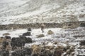 Women and children wake up in the morning to milk sheep, goats and yaks in very heavy snow conditions and very low temperatures at