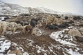 Women and children wake up in the morning to milk sheep, goats and yaks in very heavy snow conditions and very low temperatures at