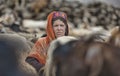 Women and children wake up in the morning to milk sheep, goats and yaks in very heavy snow conditions and very low temperatures at