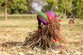 A women collecting strew in a field