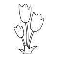 Women day tulip bunch flower thin line