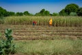 Women working in fields, Rajasthan India