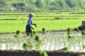 Women farmer activities in the beautiful terrace rice in Batang Regency