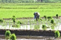 Women farmer activities in the beautiful terrace rice in Batang Regency