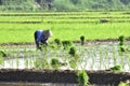 Women farmer activities in the beautiful terrace rice in Batang Regency