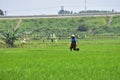 Women farmer activities in the beautiful terrace rice in Batang Regency