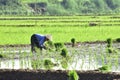 Women farmer activities in the beautiful terrace rice in Batang Regency