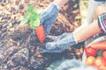 Women farmer arrange to grow a carrrot in backyard. Young women grow organic vegetables