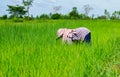 Women farmer is bending down to remove weed grass.