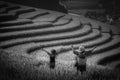 Women farmer and daughter raising armÃÂ ÃÂ¸ÃÂ¡ on Rice fields terrace