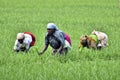 Women farmer Royalty Free Stock Photo