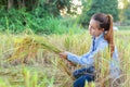 Women farmer in ripe wheat field Royalty Free Stock Photo