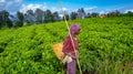 Women farmer in Tea farms, Ethiopia harvesting work time Royalty Free Stock Photo