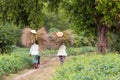 Women farmers carrying hay