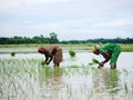 Women farmers planting rice sampling