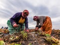 Women Farmers work in strawberry fields