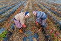 Women Farmers work in strawberry fields