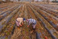 Women Farmers work in strawberry fields