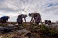 Women Farmers work in strawberry fields