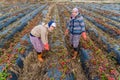 Women Farmers work in strawberry fields