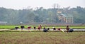 Women farmers working in rice field