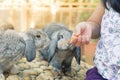 Women feeding food rabbit