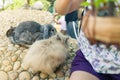 Women feeding food rabbit