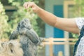 Women feeding food rabbit