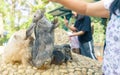 Women feeding food rabbit