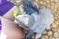 Women feeding food rabbit